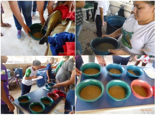 1 - Projeto da produção de alevinos de tambaqui - Extrusão da fêmea, bacias de fertilização e estudante realizando os movimentos para fertilização dos ovos - Ft Divulgacao
